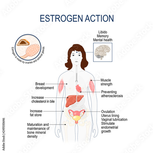 Estrogen action.  Woman silhouette with highlighted  internal organs