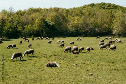 herd of sheeps grazing in meadow