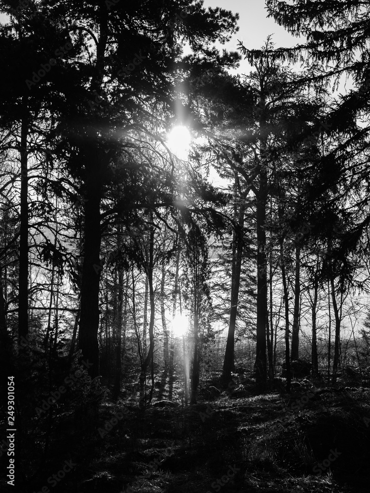 Fototapeta premium sun in the forest