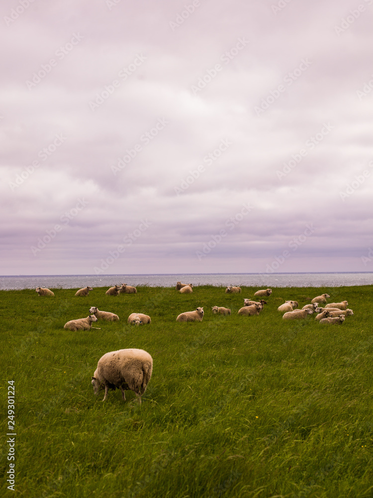 Obraz premium flock of sheep