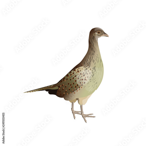 Female pheasant vector