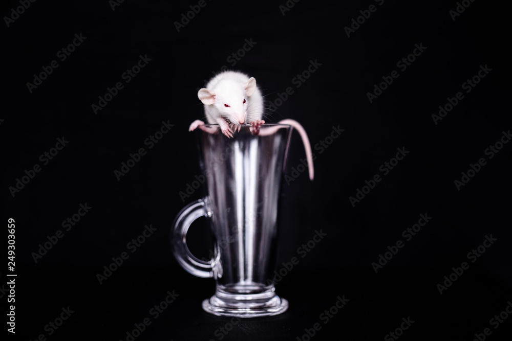 Cute Little White Rat in the glass cup for cuppuchino. Black background