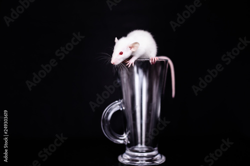 Cute Little White Rat in the glass cup for cuppuchino. Black background photo