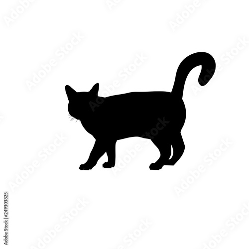 Cat with tail up