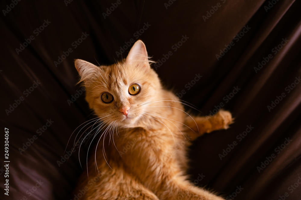 Fototapeta premium Close-up Portrait of Red Ginger Cat on brown background, front view