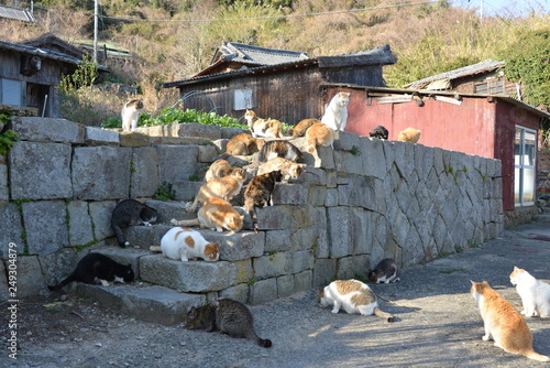 Cats of aosima in Ozu City, Ehime Prefecture, Japan