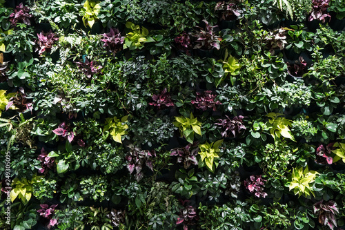 Wallpaper Mural herb wall, plant wall, natural green wallpaper and background. nature wall. Torontodigital.ca