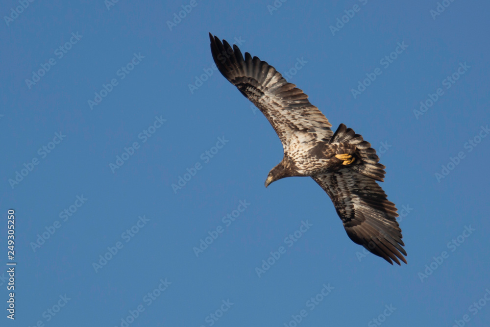 Soaring Soaring