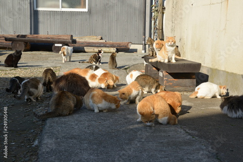 Cats of aosima in Ozu City, Ehime Prefecture, Japan