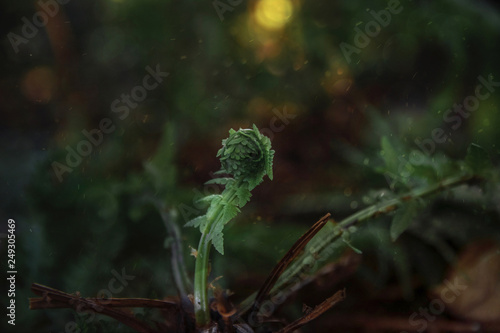 Noise, grain, film effect, out of focus a young and green forest fern sprouts on an artistic background with a close-up bokeh effect