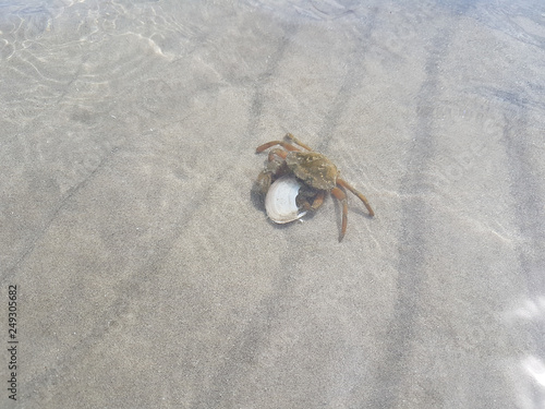 crab eats mussel