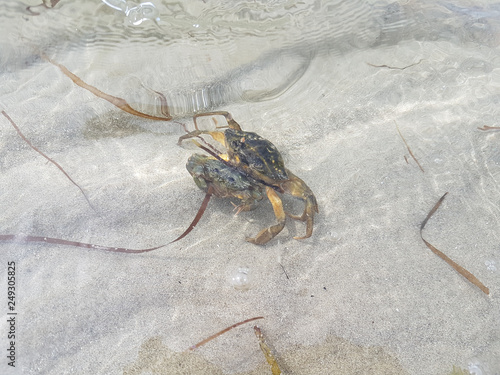 two crabs mating