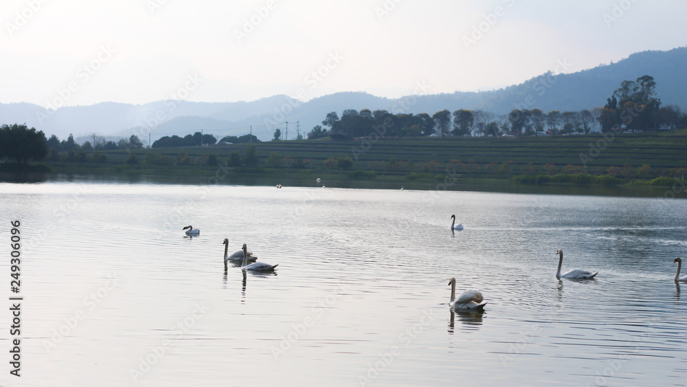 Swans on lake water on mountain view background.