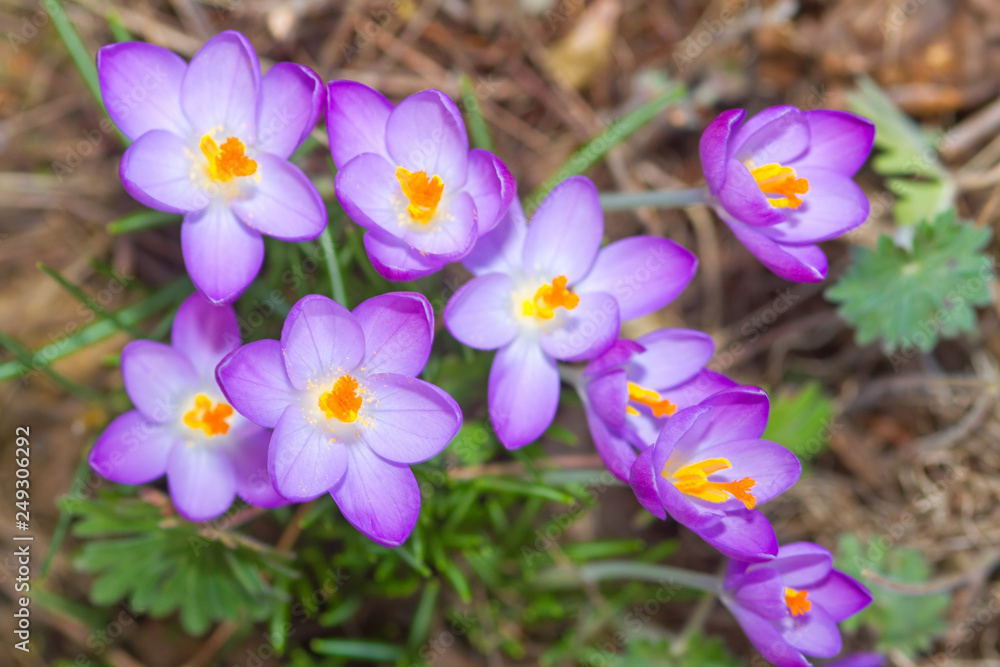 Lila Krokusse Lila Krokusse