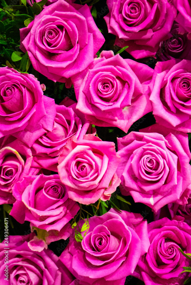 festive background of roses festive background of roses