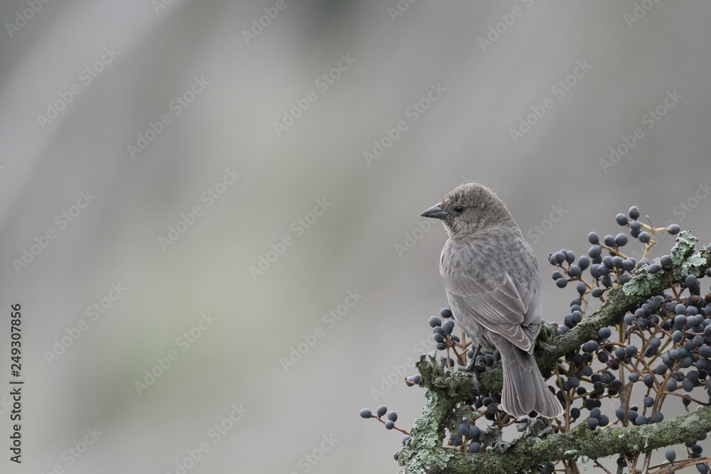 Obraz premium Bay winged Cowbird