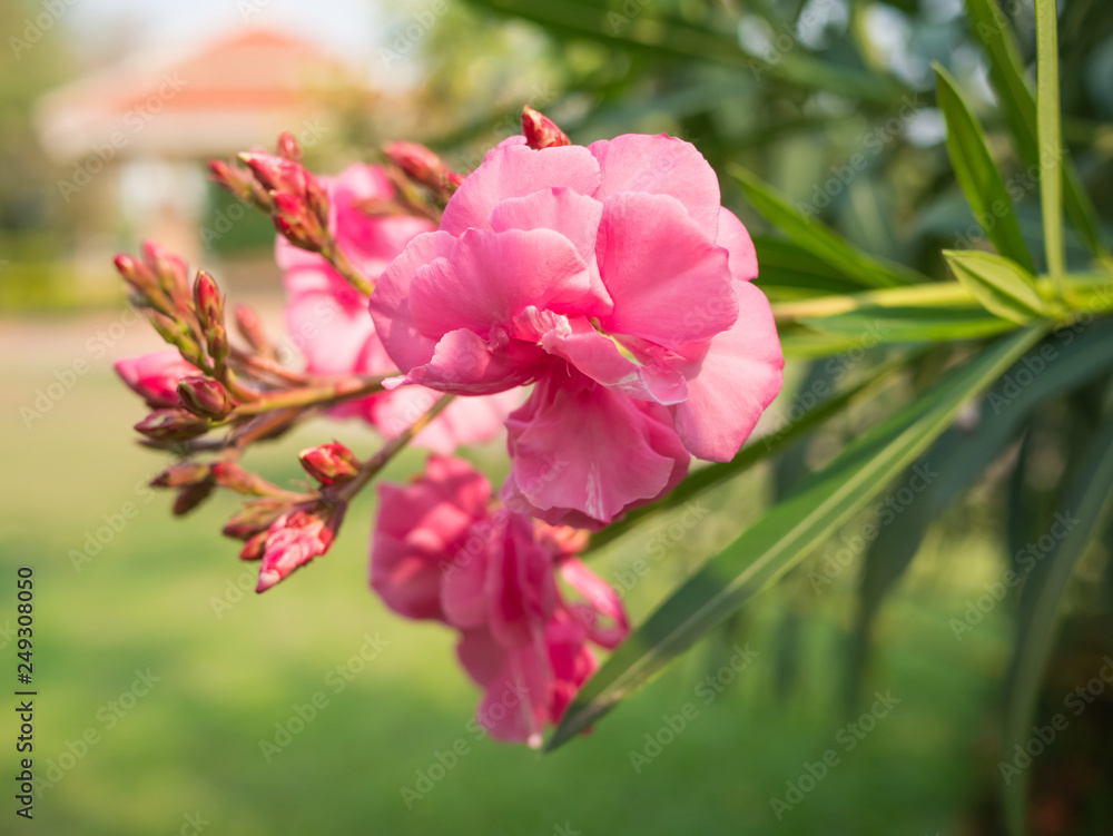 pink flower background,