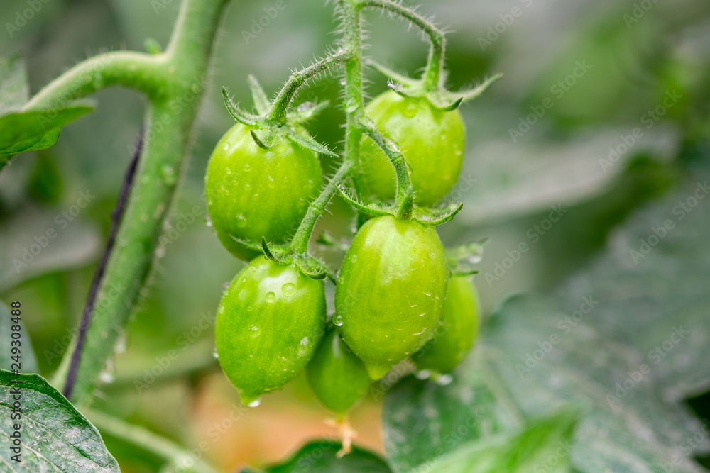 Organic green cherry tomatoes growing in greenhouse Organic green cherry tomatoes growing in greenhouse