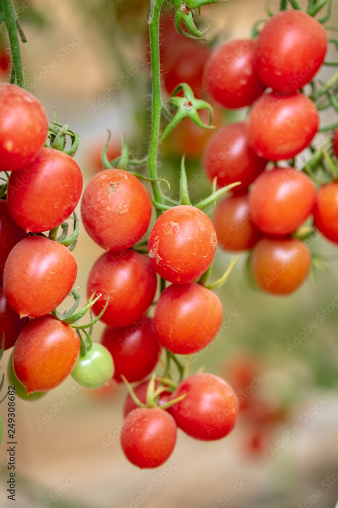 Organic red cherry tomatoes growing in greenhouse