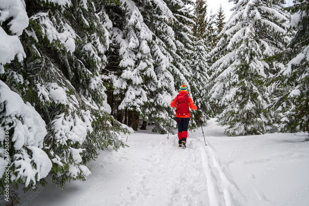 Single female tourist on a Winter snowy hiking trail, going pass snow covered fir trees, alongside ski tracks on the ground, in Piatra Mare (Carpathian) mountains, Romania
