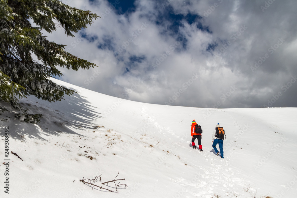 Two women hikers climbing towards the top of a snowy ridge in Bucegi mountains, Romania, passing by a green tree branch on their way up, during a Winter trekking adventure