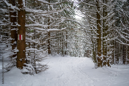 Winter wonderland trail with trees covered in fresh snow and knee deep powder. Hiking path in Piatra Mare (Carpathian) mountains, Romania, during a Winter walk tour.