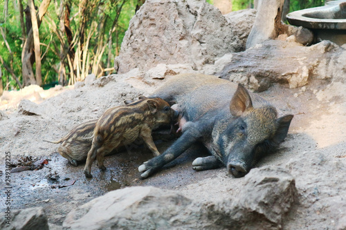 Foto Newborn Baby Wild Boars Sucking Milk from Mother