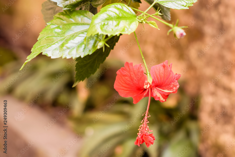 One Chaba flower (Hibiscus rosa-sinensis) chinese rose, red color, hanging downward, blooming in morning sunlight in isolated background. Vintage film look, With copy space room for text on left side. One Chaba flower (Hibiscus rosa-sinensis) chinese rose, red color, hanging downward, blooming in morning sunlight in isolated background. Vintage film look, With copy space room for text on left side.