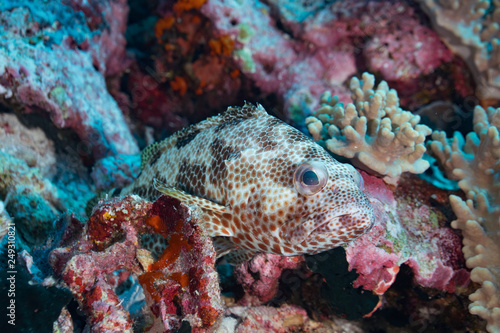 Jewel grouper sitting in coral reef  Indonesia