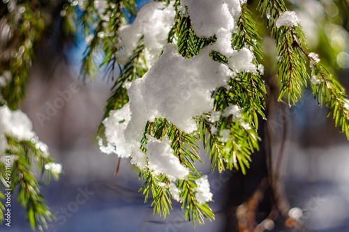 Beautiful coniferous branches in the winter on a bright sunny day, snow on the branches