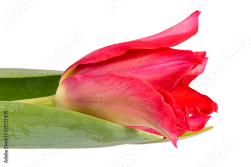 Single spring flower red tulip isolated on white background, close up.