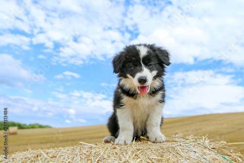 A happy cute puppy of a border collie is posing on the hay bale and smiling © shootingtheworld