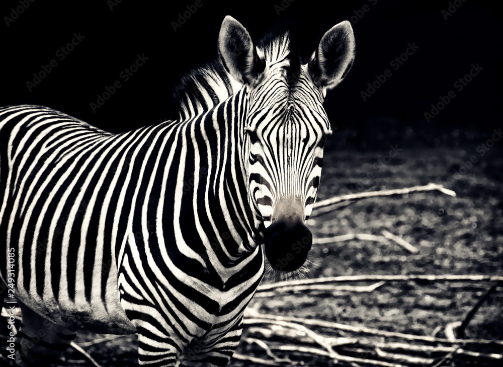 Beautiful african zebra. Creative artwork of African wildlife. Exotic image of african safari & wild animals during travel to Africa. Amazing unique photo of plains zebra. Stylish vintage design Stock Photo | Beautiful african zebra. Creative artwork of African wildlife. Exotic image of african safari & wild animals during travel to Africa. Amazing unique photo of plains zebra. Stylish vintage design Stock Photo |