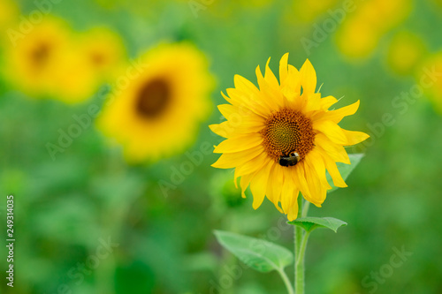 Bumblebee on a sunflower