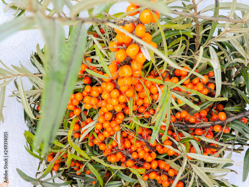 Branch of orange sea buckthorn berries. Sea-buckthorn on the tree .Sea buckthorn berries on the branches.Sunny day.close up. Bunch of ripe Sea buckthorn garden hang.Products containing Vitamin C.