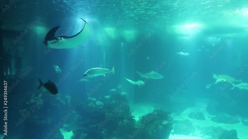 underwater world, manta ray, sharks and other fish swim in clear blue water underwater world, manta ray, sharks and other fish swim in clear blue water