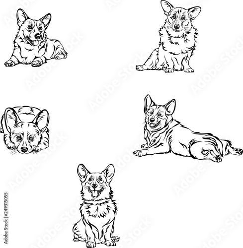 Dog, corgi, various poses, movements and foreshortenings of figures, black
