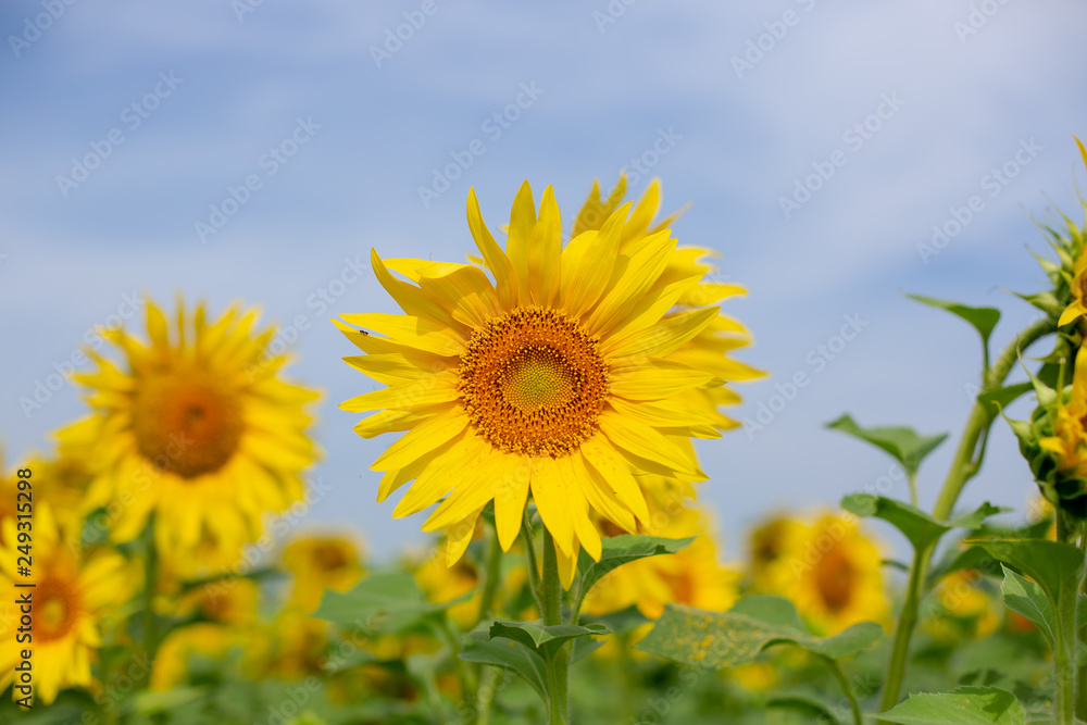 Sunflower in the field