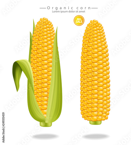 Corn maize Vector realistic isolated on white. detailed 3d illustrations