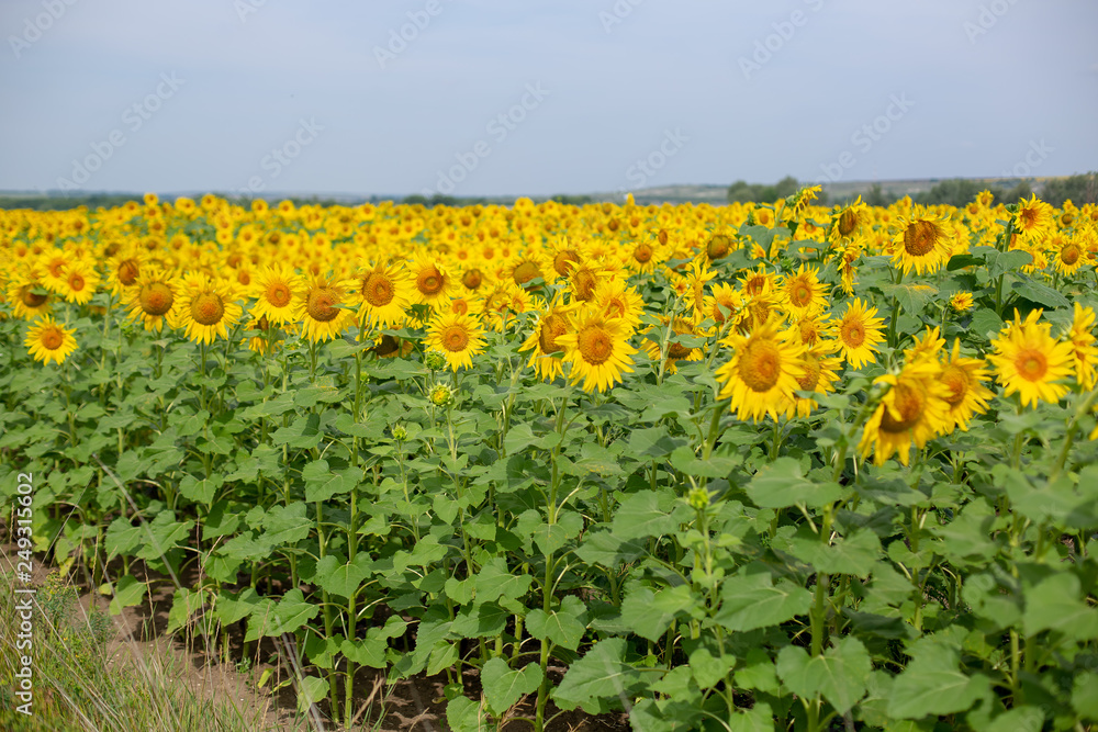 sunflowers field in summer