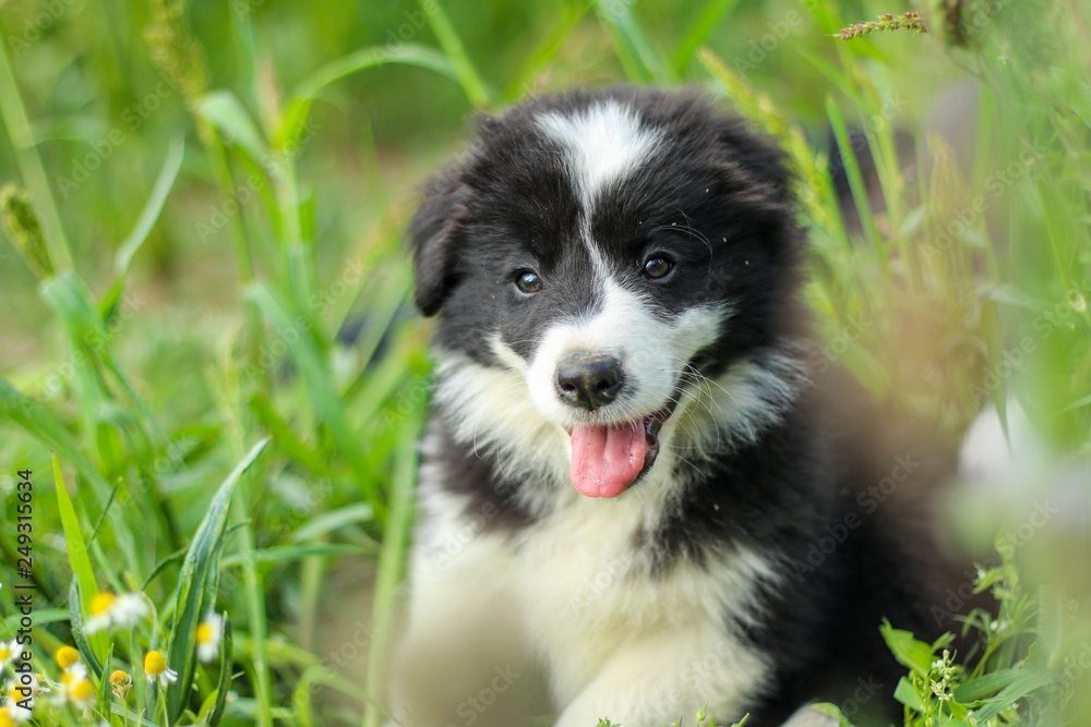 Fototapeta premium A portrait of a cute happy puppy of the border collie, posing in the grass and looking like smiling. 