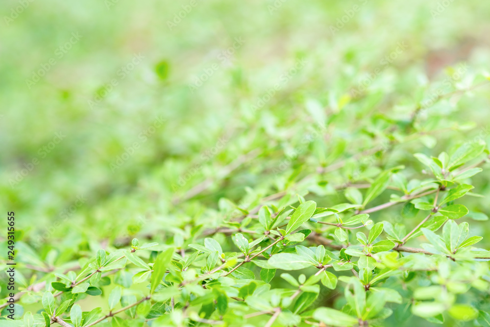 green leaves of tree and natural background. feel fresh and relax. closeup and selective focus green leaves of tree and natural background. feel fresh and relax. closeup and selective focus