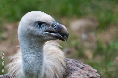 Eurasian Cape Griffon - Gyps fulvus