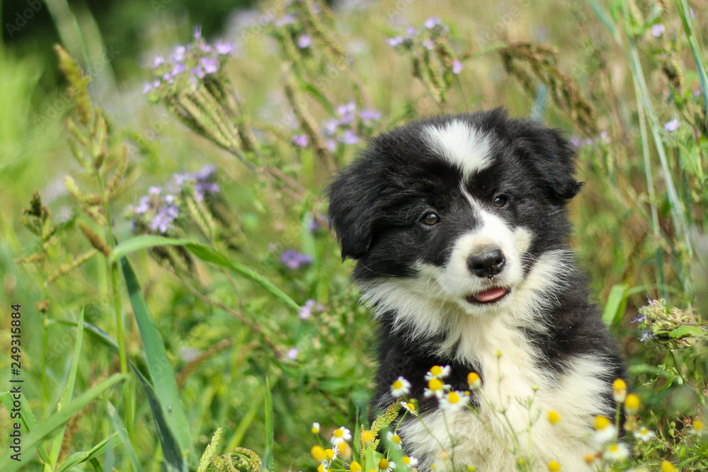 A portrait of a cute happy puppy of the border collie, posing in the grass and looking like smiling. 