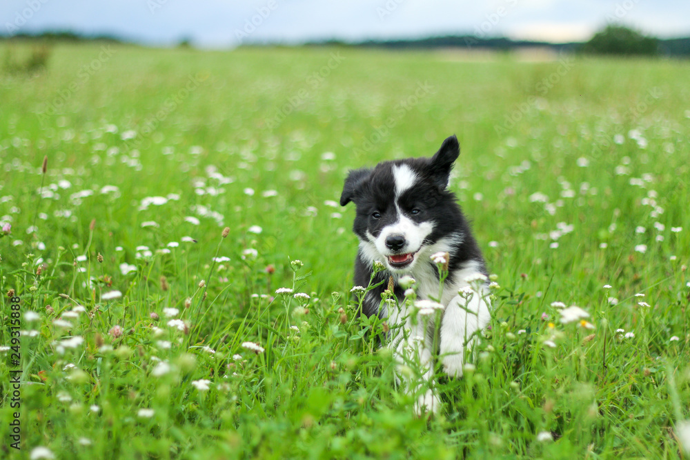 A portrait of a cute happy puppy of the border collie, posing in the grass and looking like smiling. 