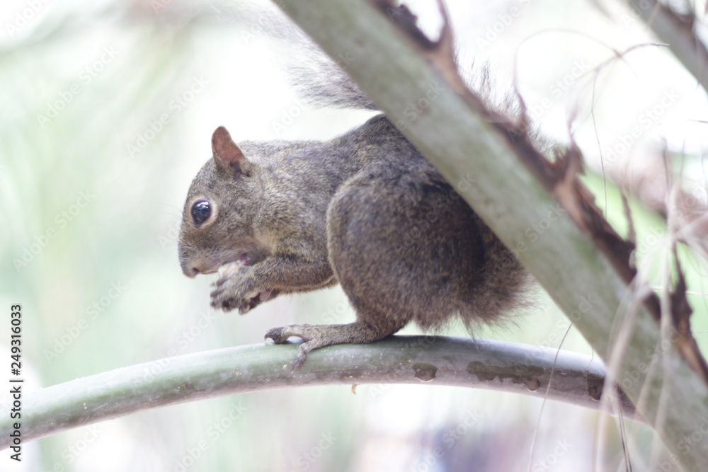 Obraz premium esquilo