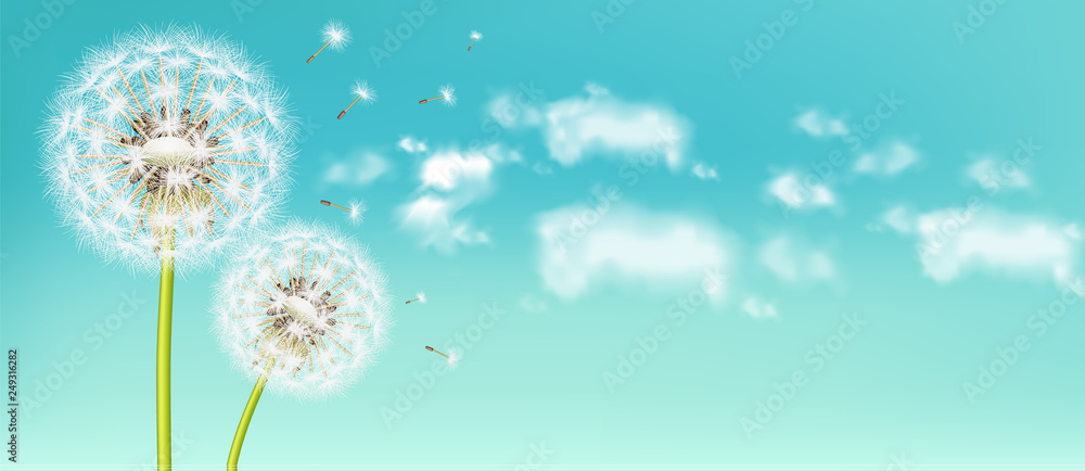 Spring dandelion flower Vector realistic. Sky background soft bokeh illustrations - obrazy, fototapety, plakaty 