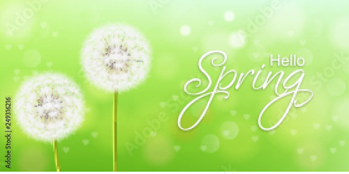 Spring dandelion flower Vector realistic. Green background soft bokeh illustration