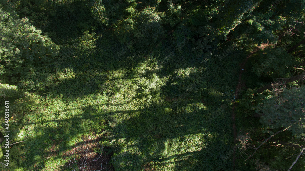 Fototapeta premium forest top view, abstract background