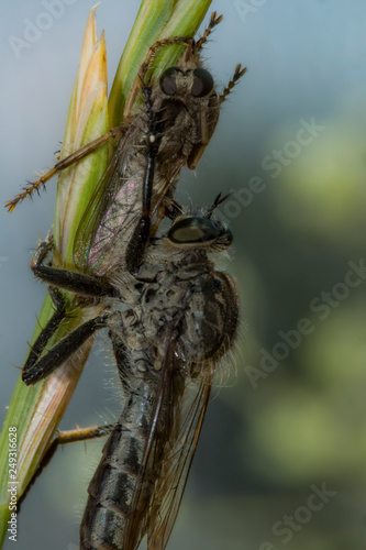 A large robber fly ktyr grabbed a fly and sucks the juices from it in the grass photo